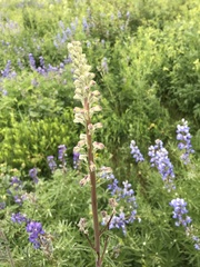Delphinium × occidentale