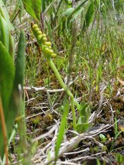 Botrychium simplex compositum