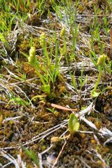 Botrychium simplex compositum