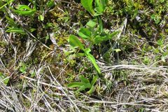 Botrychium simplex compositum