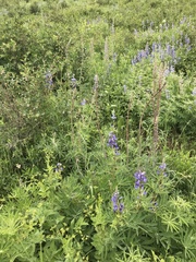 Delphinium × occidentale