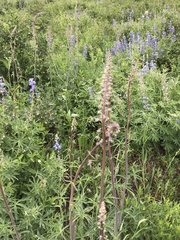 Delphinium × occidentale