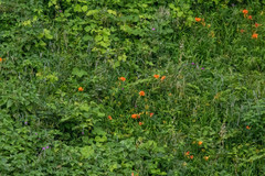 Hemerocallis fulva kwanso