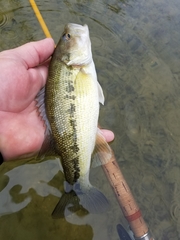 Micropterus treculii