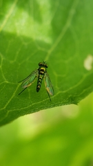 Condylostylus flavipes