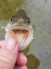 Micropterus treculii