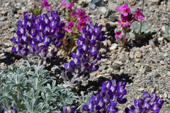 Lupinus duranii