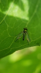 Condylostylus flavipes