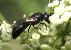 Hylaeus