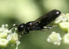 Hylaeus
