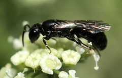 Hylaeus