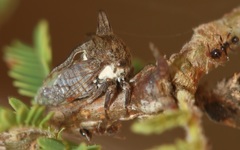 Cornutobelus