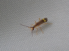 Malthinus seriepunctatus