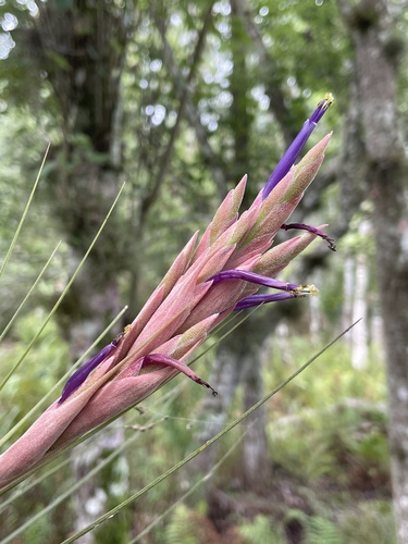 Tillandsia X floridana