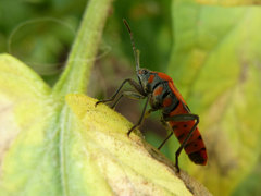 Spilostethus furcula