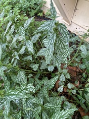 Lamium galeobdolon flavidum