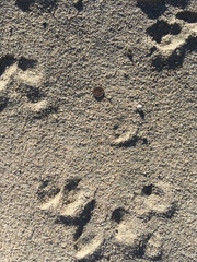 Otospermophilus beecheyi