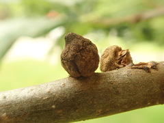 Callirhytis quercusventricosa