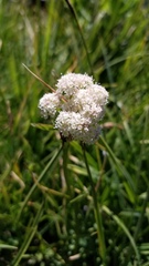 Angelica capitellata