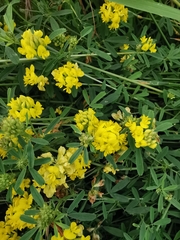 Medicago falcata