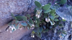 Arctostaphylos nevadensis
