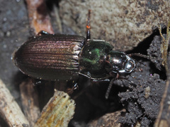 Harpalus distinguendus