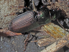 Harpalus distinguendus
