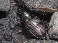 Harpalus distinguendus