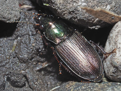 Harpalus distinguendus