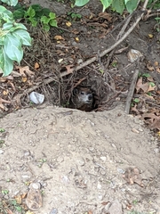 Marmota monax
