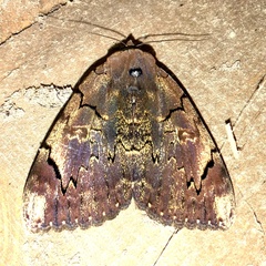 Catocala carissima
