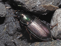 Harpalus distinguendus