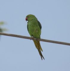 Psittacula krameri