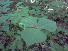 Trillium sulcatum