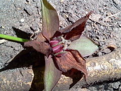 Trillium sulcatum