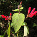 Salvia pulchella - Photo (c) Dick Culbert, algunos derechos reservados (CC BY)