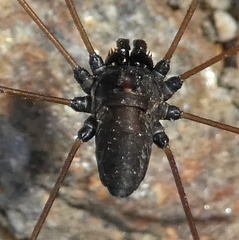 Platybunus