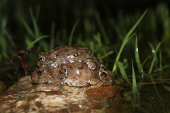 Cacosternum capense