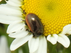 Chrysolina marginata