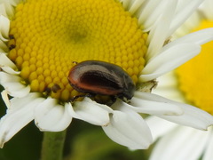 Chrysolina marginata