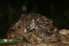 Cacosternum capense