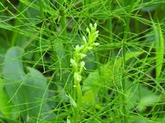 Platanthera hookeri