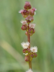 Triglochin palustris