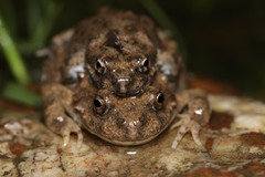 Cacosternum capense
