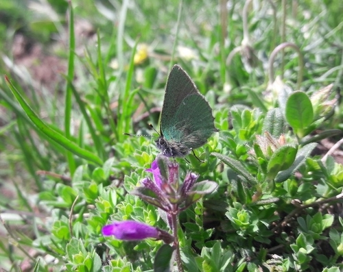 Photo of Green Hairstreak (Callophrys rubi)