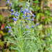 Salvia reptans - Photo (c) peganum,  זכויות יוצרים חלקיות (CC BY-SA)