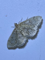Anania quebecensis