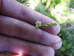Drosera rotundifolia