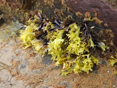 Chondrus