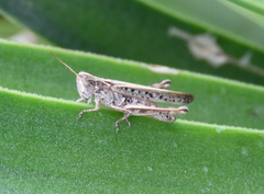 Orphulella pelidna